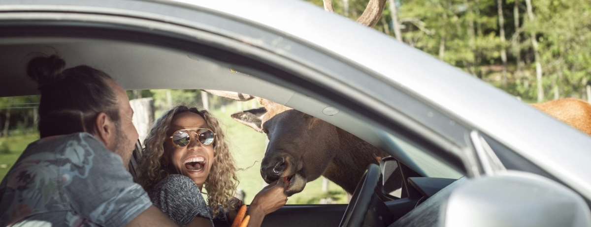 couple feeding a moose carrots
