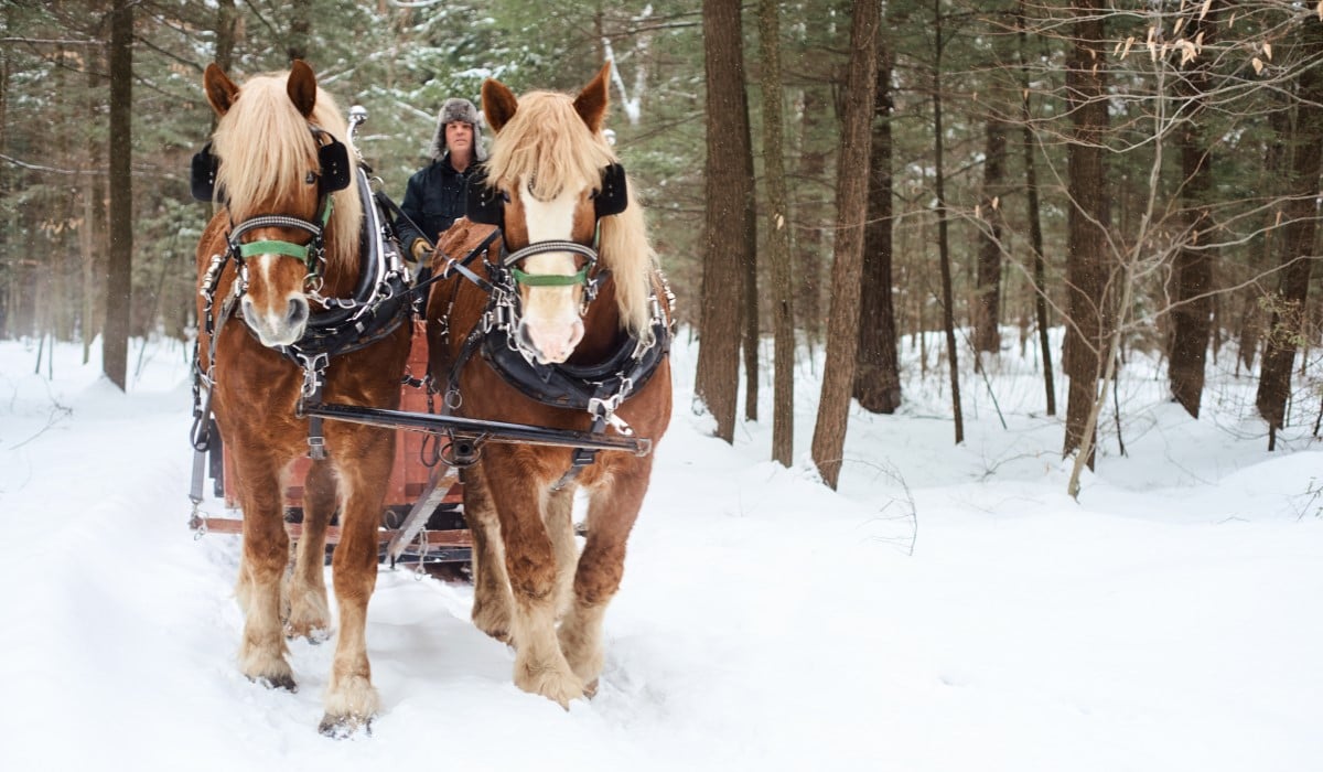 chateau montebello winter forest sledge pulled by horses ride