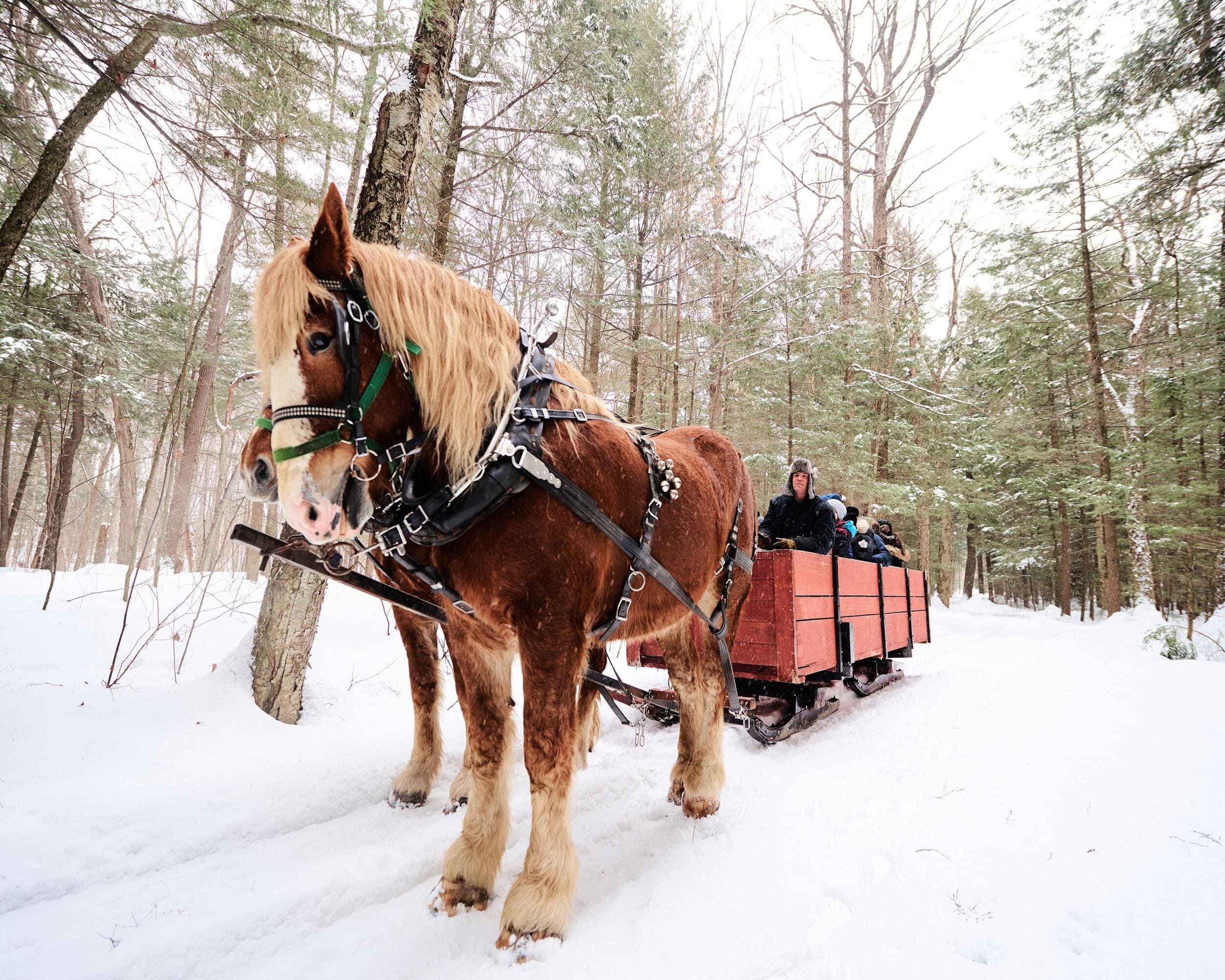 chevaux tirant le traîneau rouge