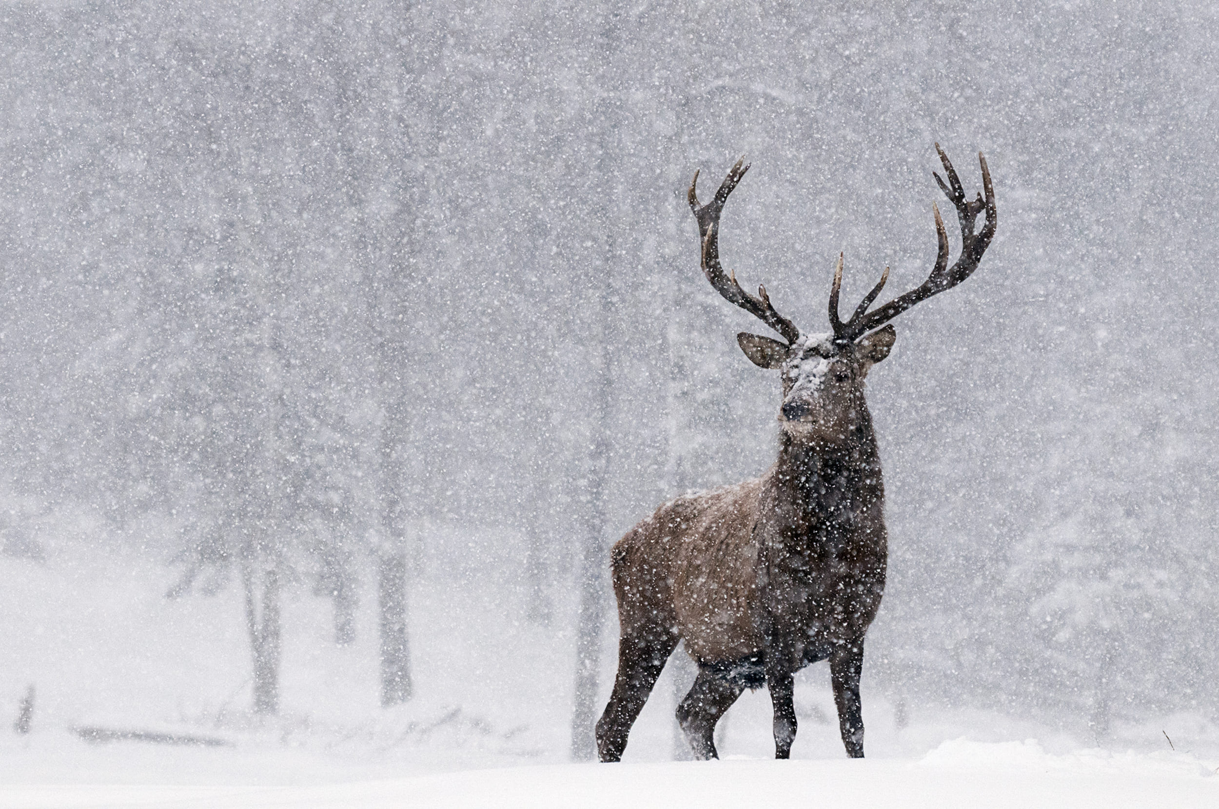 Moose debout dans la neige