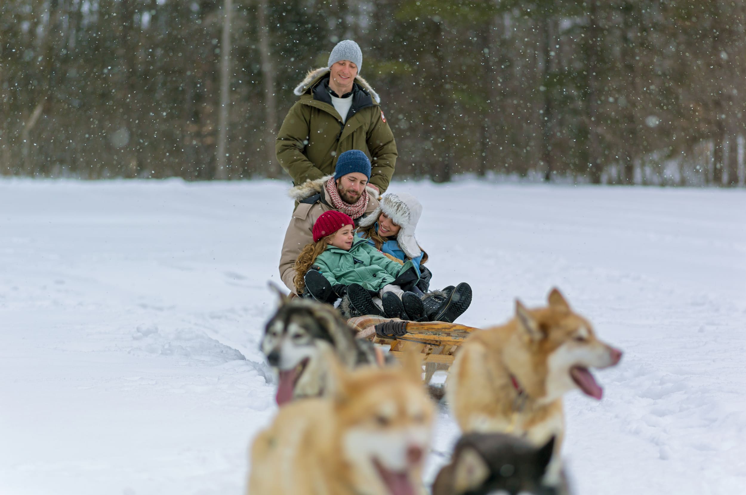 family dog sledding