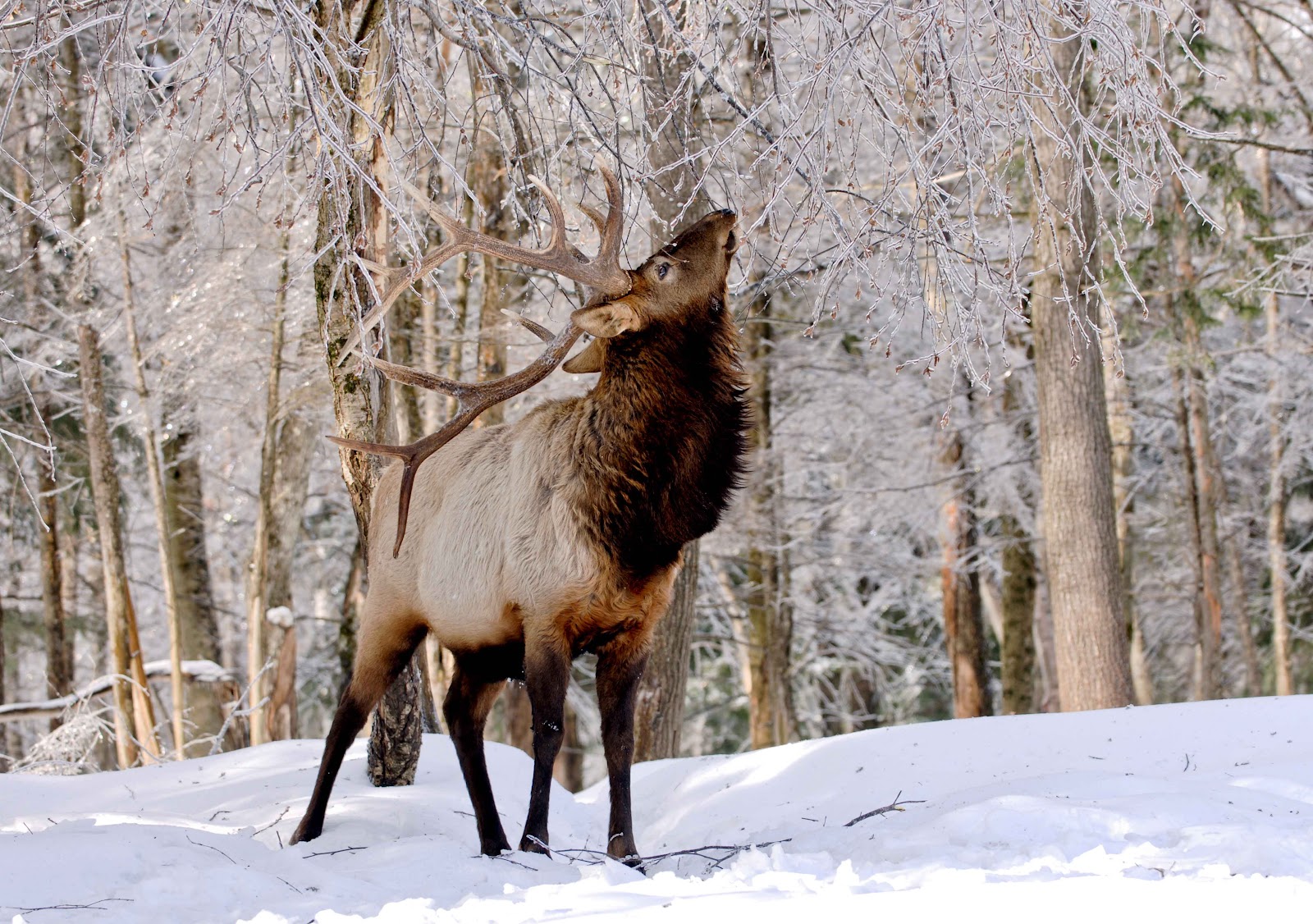 Moose dans la neige